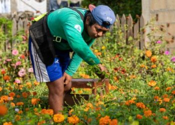 A pesar de las plagas, productores de flores están listos para el Día de Muertos en José María Morelos