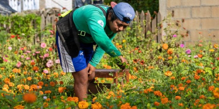 A pesar de las plagas, productores de flores están listos para el Día de Muertos en José María Morelos