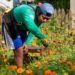 A pesar de las plagas, productores de flores están listos para el Día de Muertos en José María Morelos