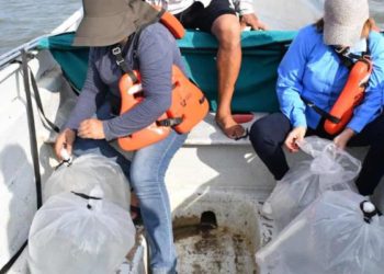 UJAT y Geolis concluyen campaña de repoblación con liberación de 10 mil crías de pejelagarto