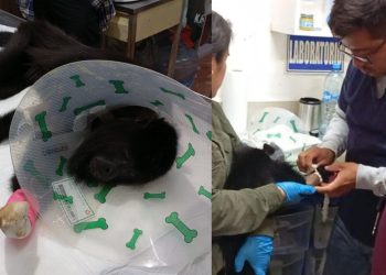 Rescatan a mono saraguato electrocutado en Balancán; recibe atención especializada