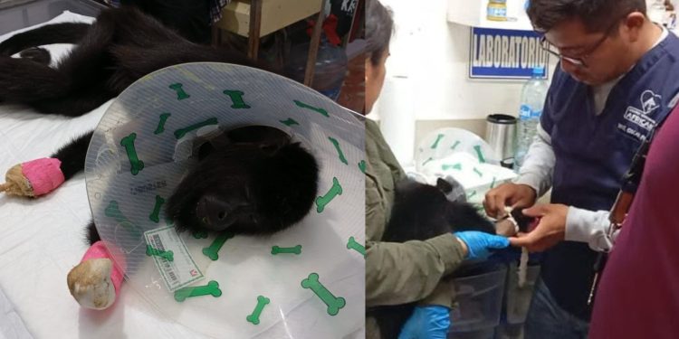 Rescatan a mono saraguato electrocutado en Balancán; recibe atención especializada