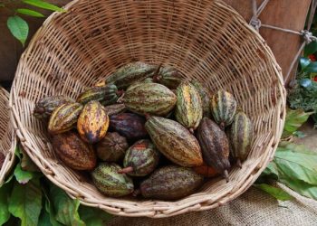 Comalcalco preparado para albergar planta industrializadora de cacao, afirma alcalde