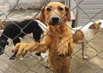 Legisladores del Congreso de la Ciudad de México aprueban propuesta para crear un “maltratómetro animal”