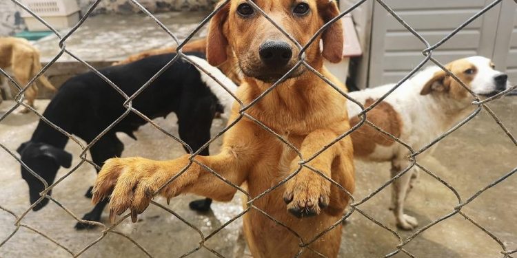 Legisladores del Congreso de la Ciudad de México aprueban propuesta para crear un “maltratómetro animal”