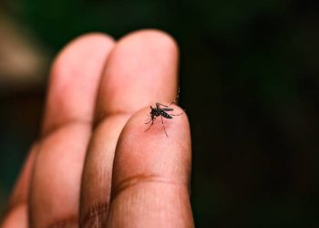 Dengue afecta a 45 municipios en Yucatán