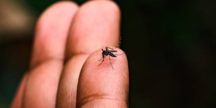 Dengue afecta a 45 municipios en Yucatán