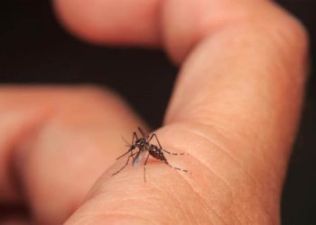Tabasco en el 9° lugar nacional de casos confirmados de dengue, según la SSa