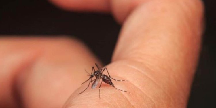 Tabasco en el 9° lugar nacional de casos confirmados de dengue, según la SSa