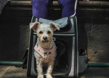 Respaldan eliminación del IVA  en alimentos para mascotas