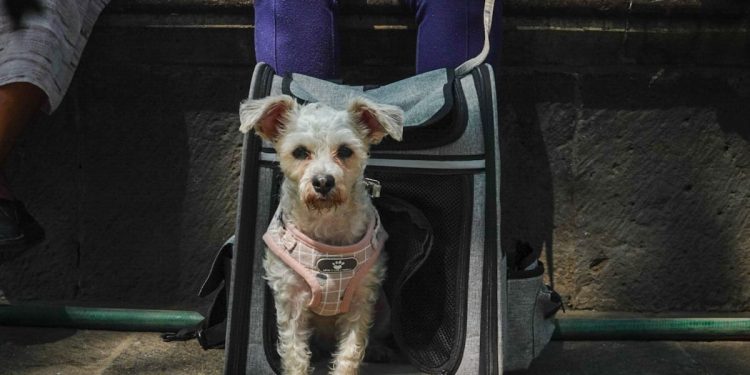 Respaldan eliminación del IVA  en alimentos para mascotas