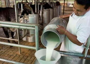 Tabasco contará con tres centros de acopio de leche para impulsar producción local
