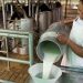 Tabasco contará con tres centros de acopio de leche para impulsar producción local