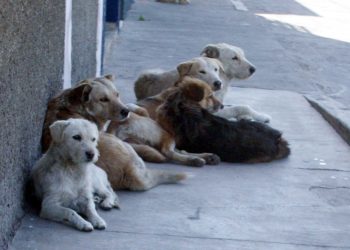 Avanza reforma federal de protección animal; PVEM impulsará leyes locales en Tabasco