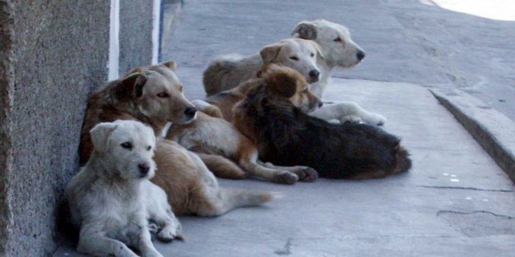 Avanza reforma federal de protección animal; PVEM impulsará leyes locales en Tabasco