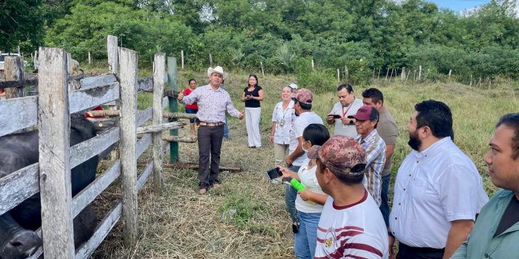 Arranca vacunación para prevenir septicemia en hato ganadero de Quintana Roo: SEDARPE