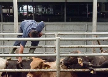 Implementa estrategia agrícola en Tabasco y Chiapas para erradicar la tuberculosis bovina