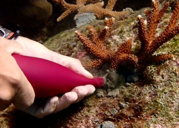 Arrecifes de Mahahual atraviesan un momento crítico