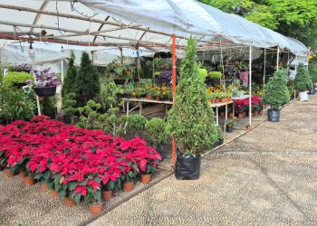 Llegan primeras flores de Nochebuena a Villahermosa; precios van de 50 a 150 pesos
