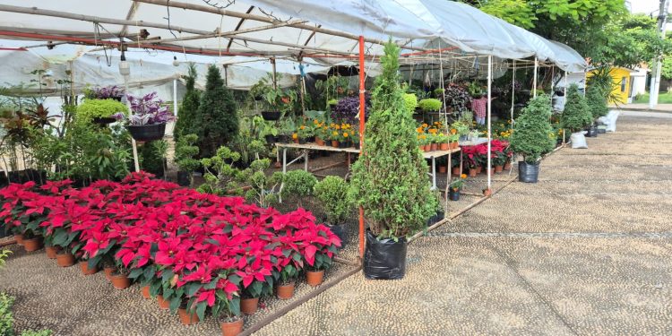 Llegan primeras flores de Nochebuena a Villahermosa; precios van de 50 a 150 pesos