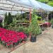Llegan primeras flores de Nochebuena a Villahermosa; precios van de 50 a 150 pesos