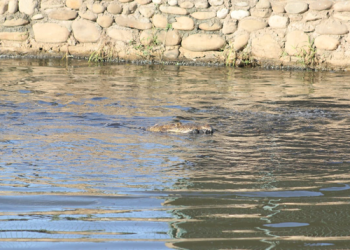 Cocodrilos devoran a hombre en la Laguna de Las Ilusiones en Villahermosa