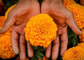 Cómo diferenciar la flor cempasúchil chino del mexicano