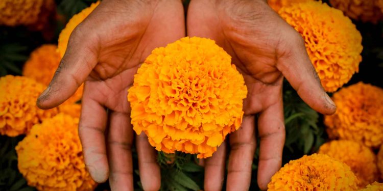 Cómo diferenciar la flor cempasúchil chino del mexicano