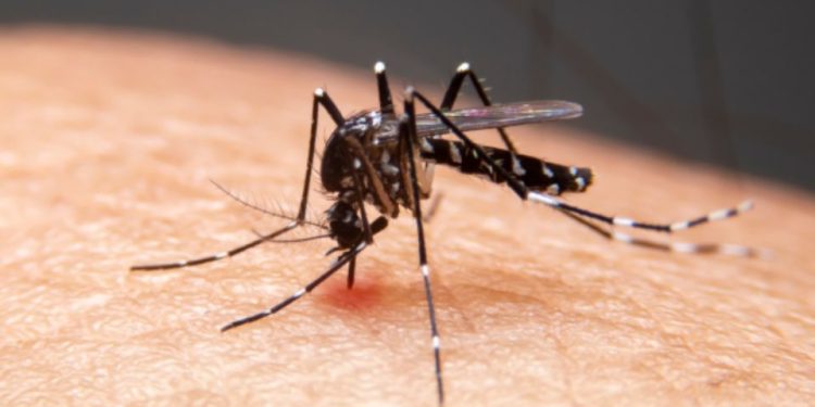 Aumentan casos de dengue en Nuevo León