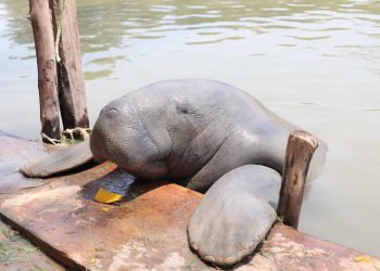 Tabasco anunciará en enero la declaratoria de área natural protegida para la reserva ecológica del Manatí