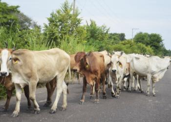 Sedafop y Sader intensifican acciones para prevenir y controlar el gusano barrenador en Tabasco