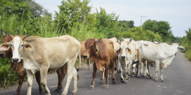 Sedafop y Sader intensifican acciones para prevenir y controlar el gusano barrenador en Tabasco