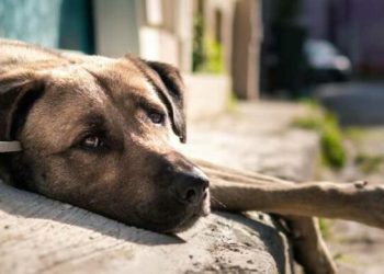 Aumentan las denuncias de maltrato animal en Quintana Roo