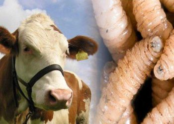 SEDAFOP descarta ingreso de gusano barrenador del ganado a Tabasco