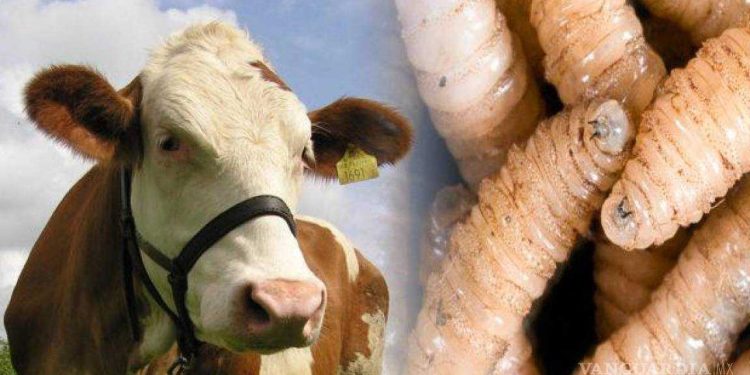 SEDAFOP descarta ingreso de gusano barrenador del ganado a Tabasco