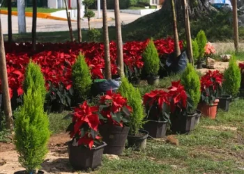 Viveros incrementan sus ventas para Navidad