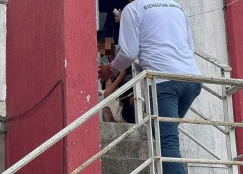Autoridades rescatan a un perro en condición de desnutrición en Cancún