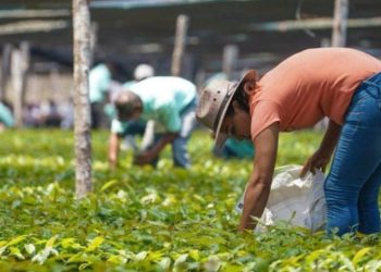 Más de 32 mil aspirantes se preinscriben al programa Sembrando Vida Tabasco