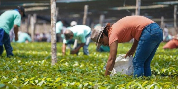 Más de 32 mil aspirantes se preinscriben al programa Sembrando Vida Tabasco