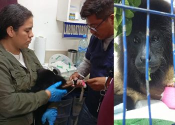 Denuncian a la CFE por amputación de mono saraguato en peligro de extinción