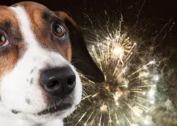 Lanza Centro campaña para evitar pirotecnia y proteger a las mascotas