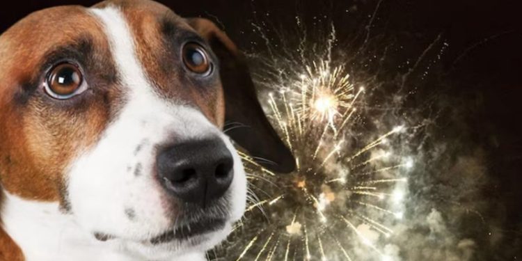 Lanza Centro campaña para evitar pirotecnia y proteger a las mascotas