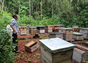 Bajas temperaturas afecta a productores de miel en José María Morelos