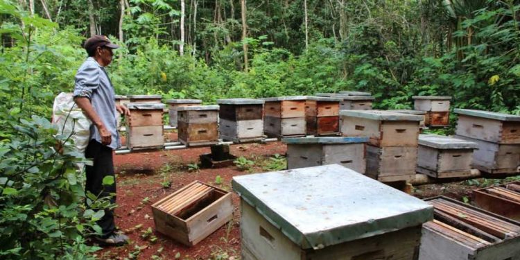 Bajas temperaturas afecta a productores de miel en José María Morelos