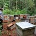 Bajas temperaturas afecta a productores de miel en José María Morelos