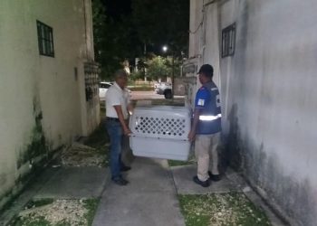 Rescatan a dos perros tras sufrir maltrato en Paseos del Mar