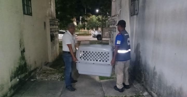 Rescatan a dos perros tras sufrir maltrato en Paseos del Mar