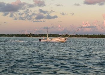 Entrará en veda Pulpo Maya de la Península de Yucatán con Indicación Geográfica: SEDARPE