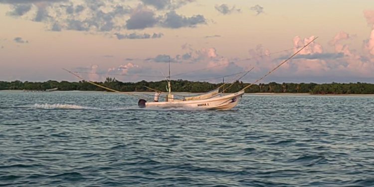 Entrará en veda Pulpo Maya de la Península de Yucatán con Indicación Geográfica: SEDARPE