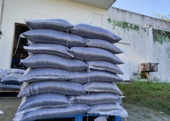 Entrega la SEDARPE 50 toneladas de frijol negro San Blas, para 7 municipios de Quintana Roo